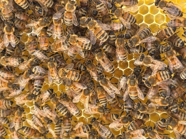 NID Bienen OS 5